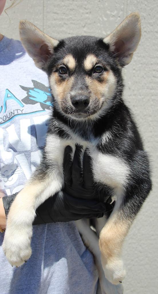 Janine, Adoptable, Puppy Female Shepherd & Mixed Breed.