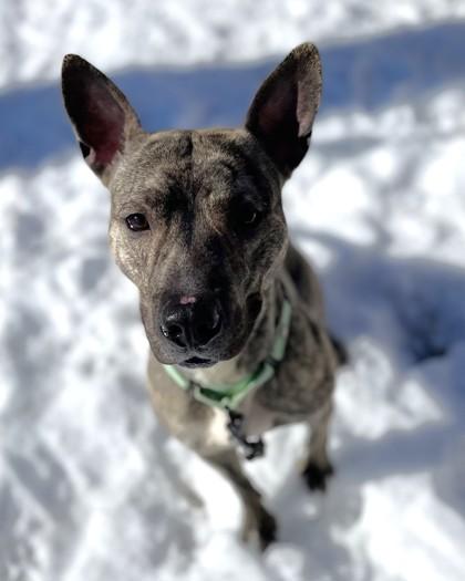 Enlarge Indy, a Adoptable mixed breed in Washington, DC image 1/3