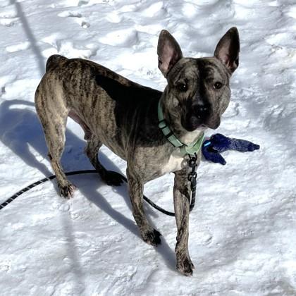 Enlarge Indy, a Adoptable mixed breed in Washington, DC image 2/3