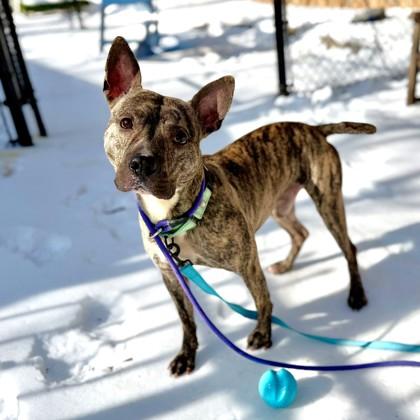 Enlarge Indy, a Adoptable mixed breed in Washington, DC image 3/3
