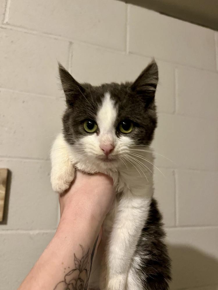 PJ, Adoptable, Kitten Male Domestic Short Hair.