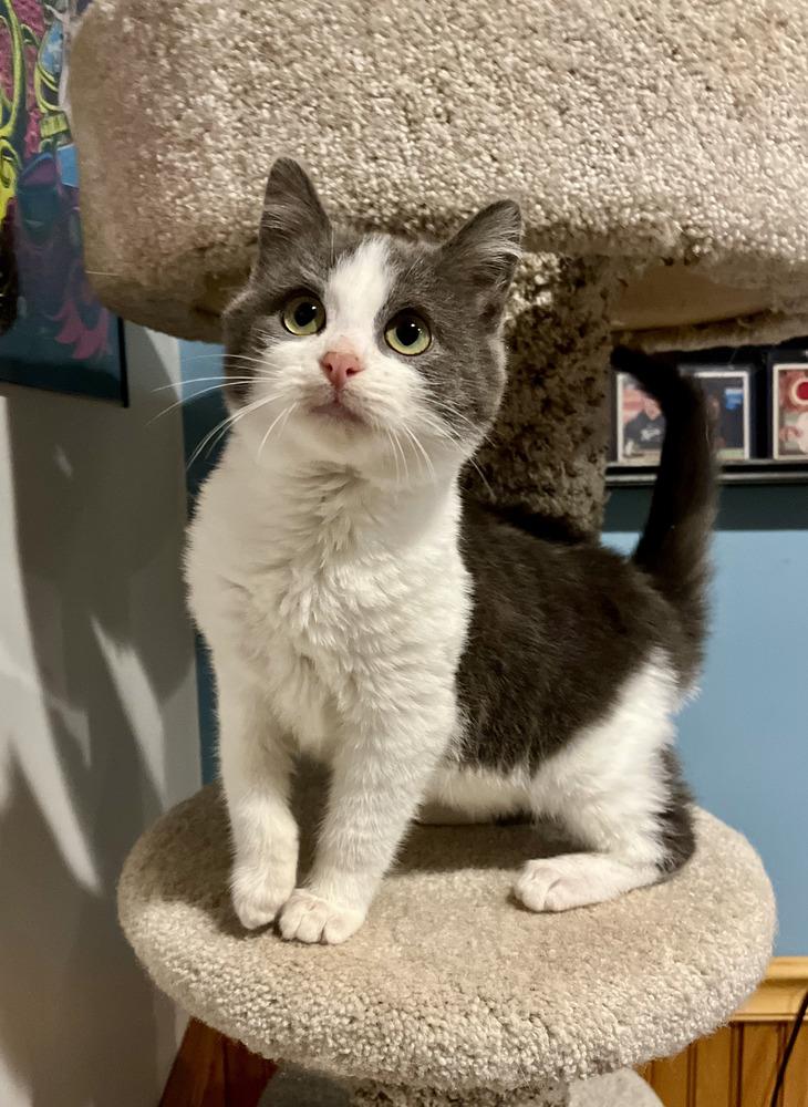 Enlarge PJ, a Adoptable Domestic Short Hair in Emerald Isle, NC image 2/2