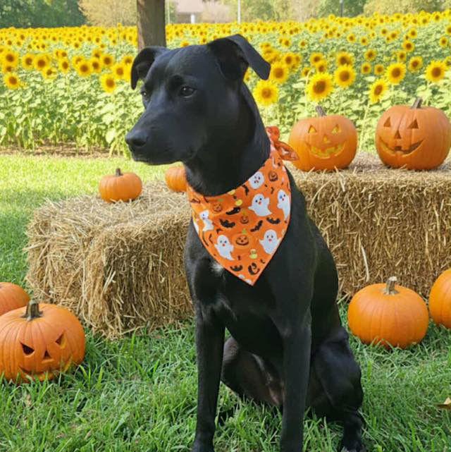 Kaya photo