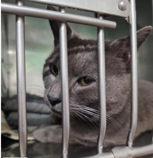 Enlarge Finn, a ADOPTABLE mixed breed in Marshall, NC image 1/1