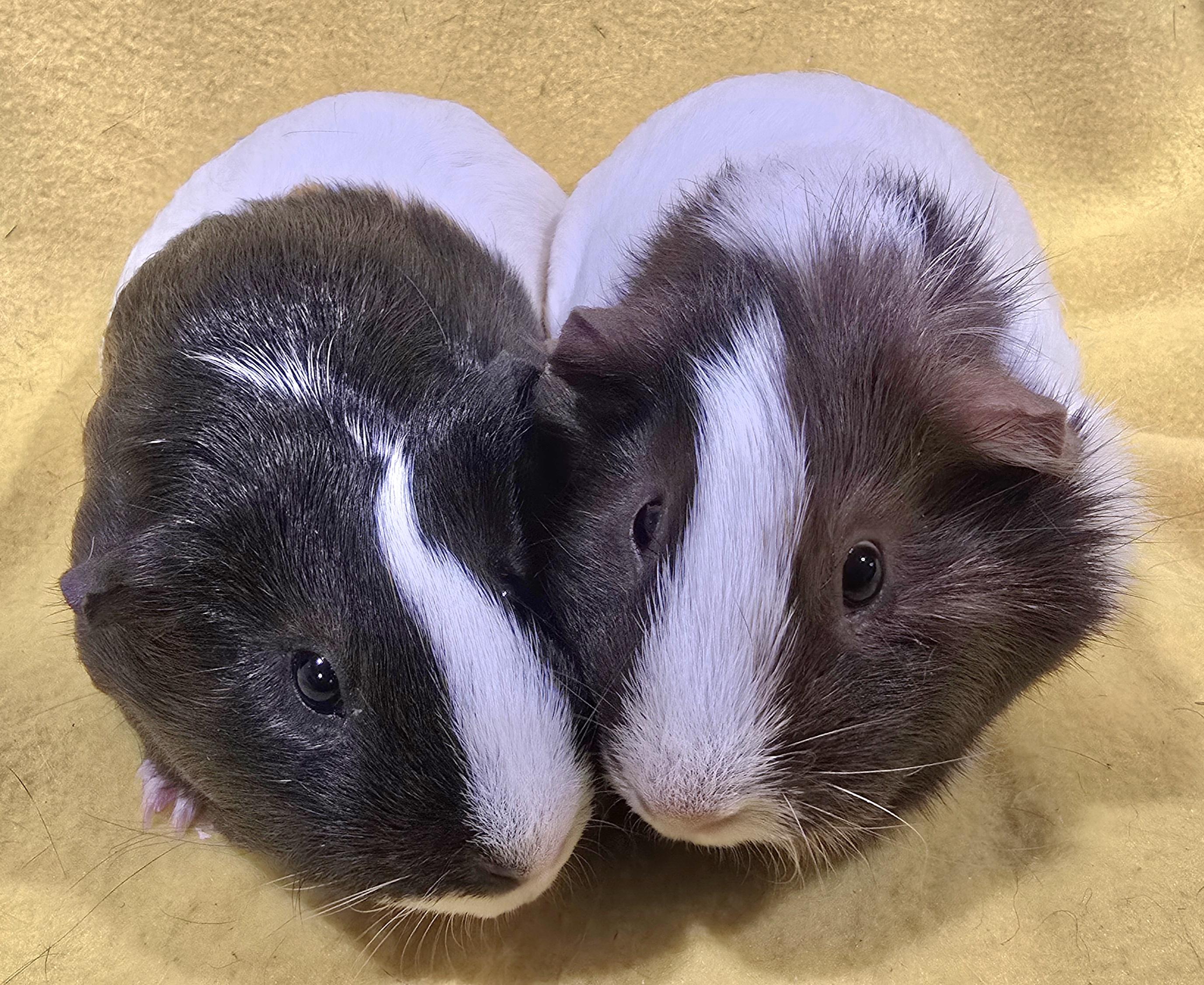 Nora and Helen, an adopted Guinea Pig in New Kensington, PA image 3/3