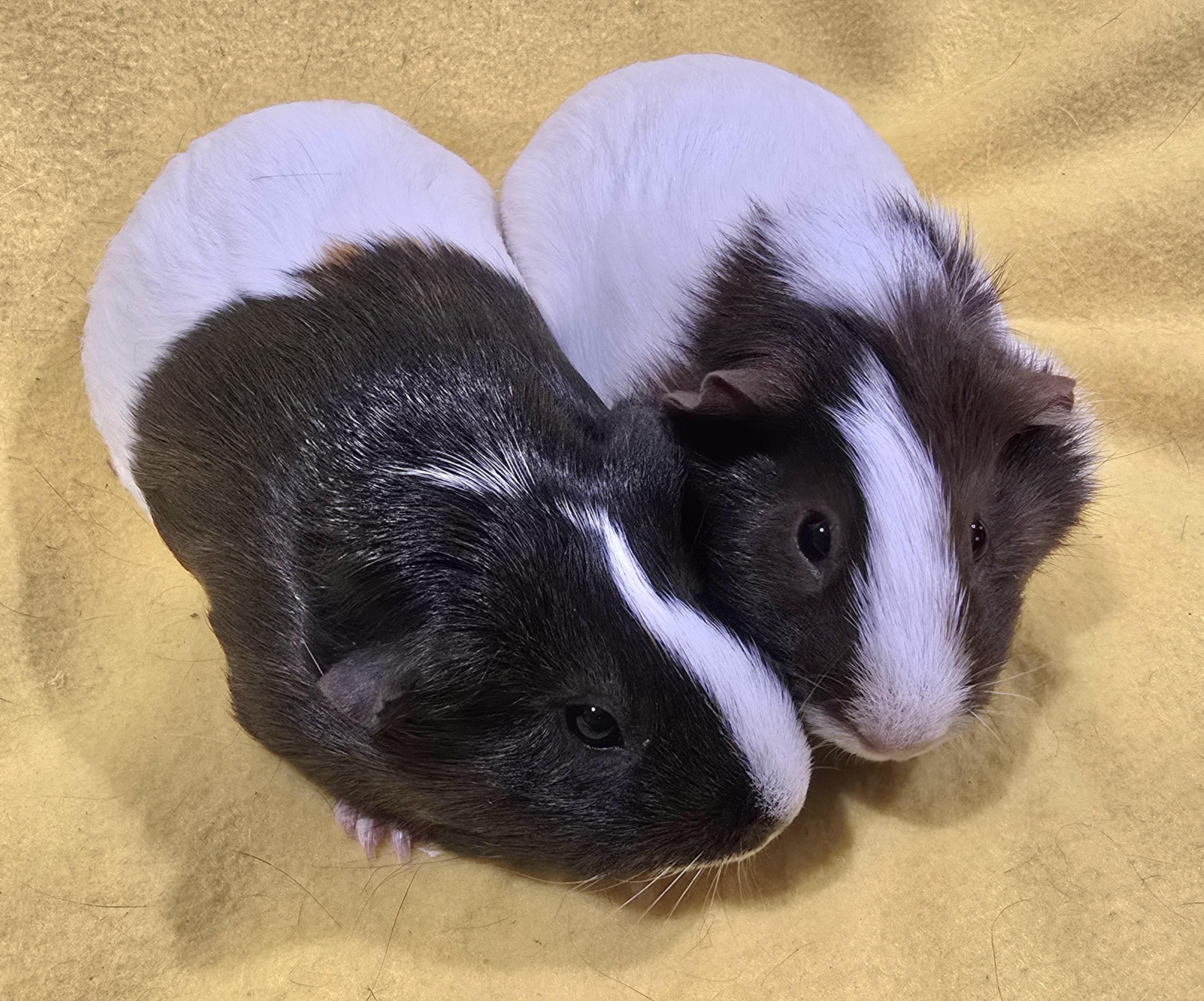 Nora and Helen, an adopted Guinea Pig in New Kensington, PA image 2/3