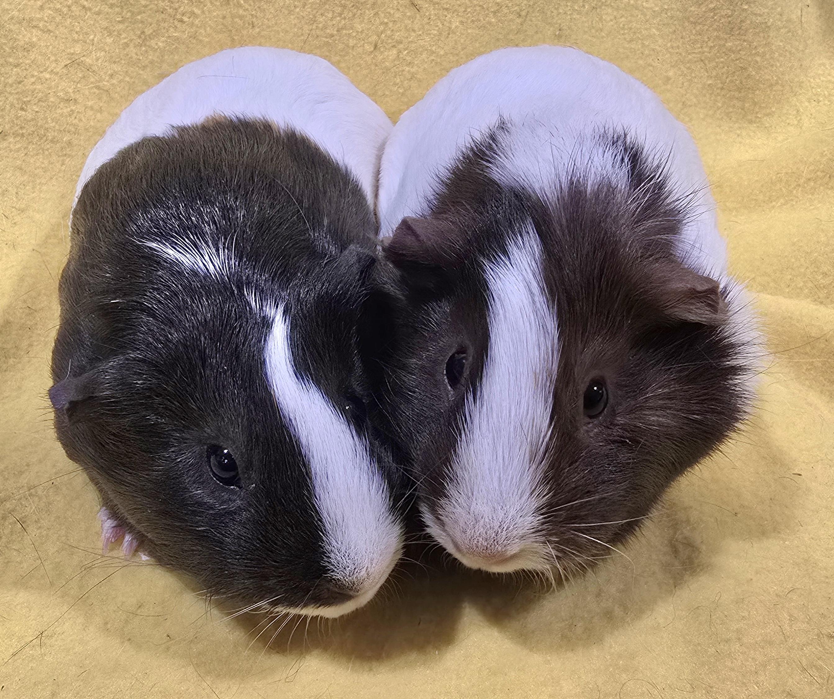 Nora and Helen, adopted, Young Female Guinea Pig.