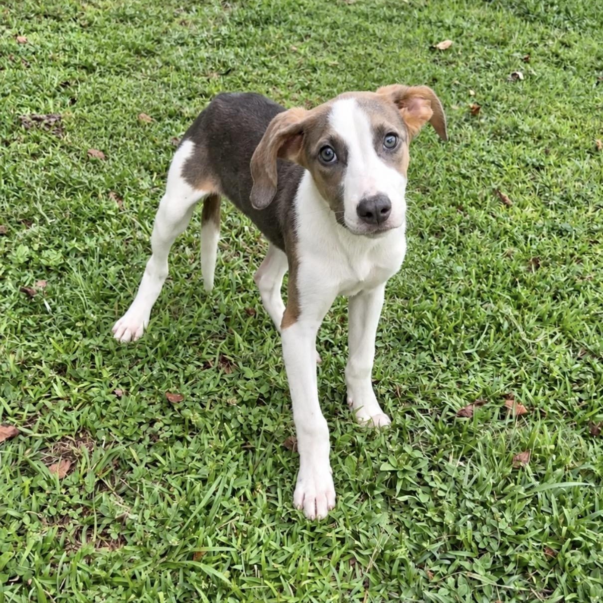 Little Bit, Adoptable, Puppy Female Hound & Labrador Retriever.