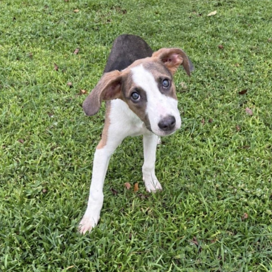 Enlarge Little Bit, a Adoptable mixed breed in Valdosta, GA image 2/2