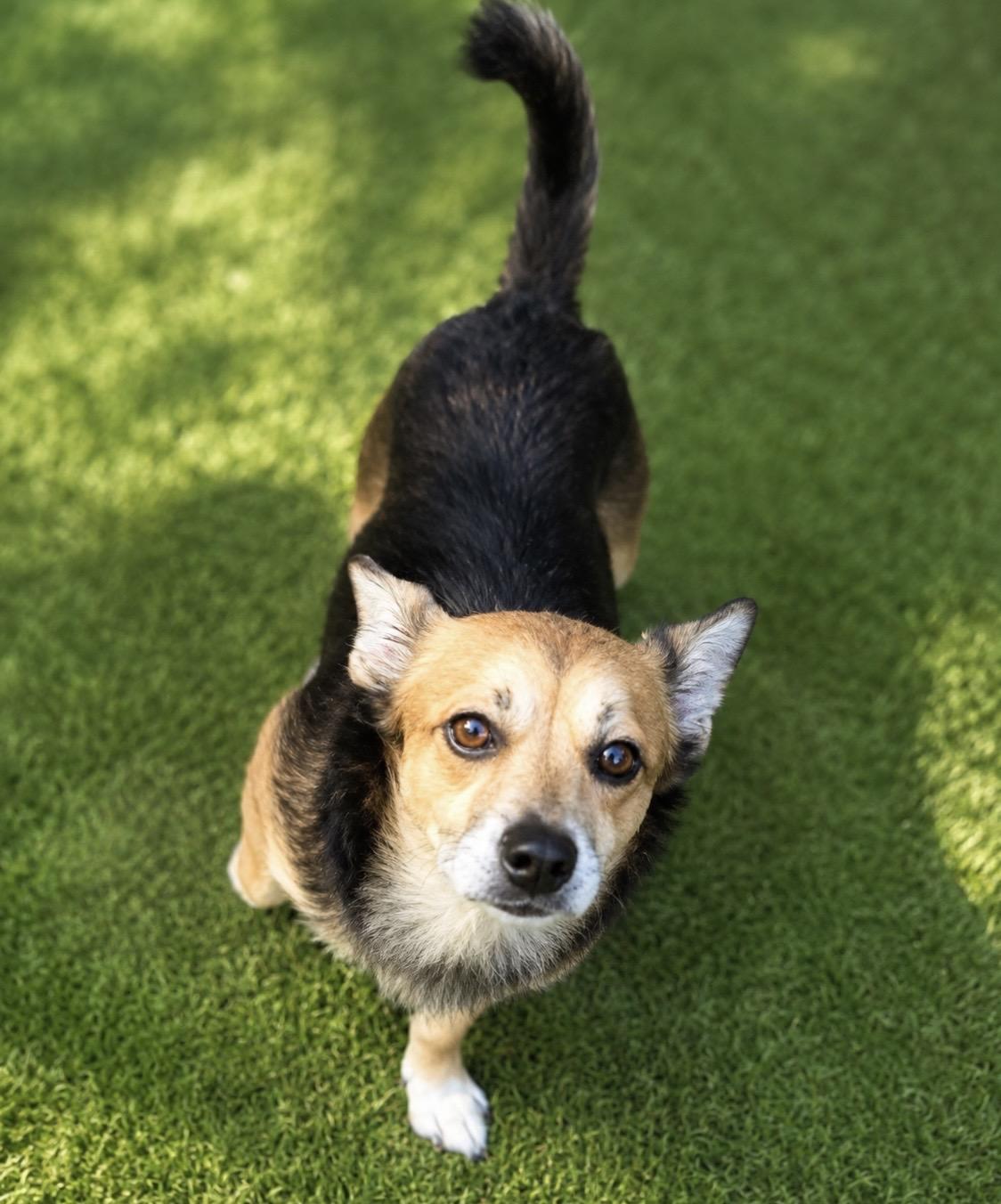 Enlarge Alfie Sweet and playful, a Adoptable mixed breed in Cambridge, MA image 6/6