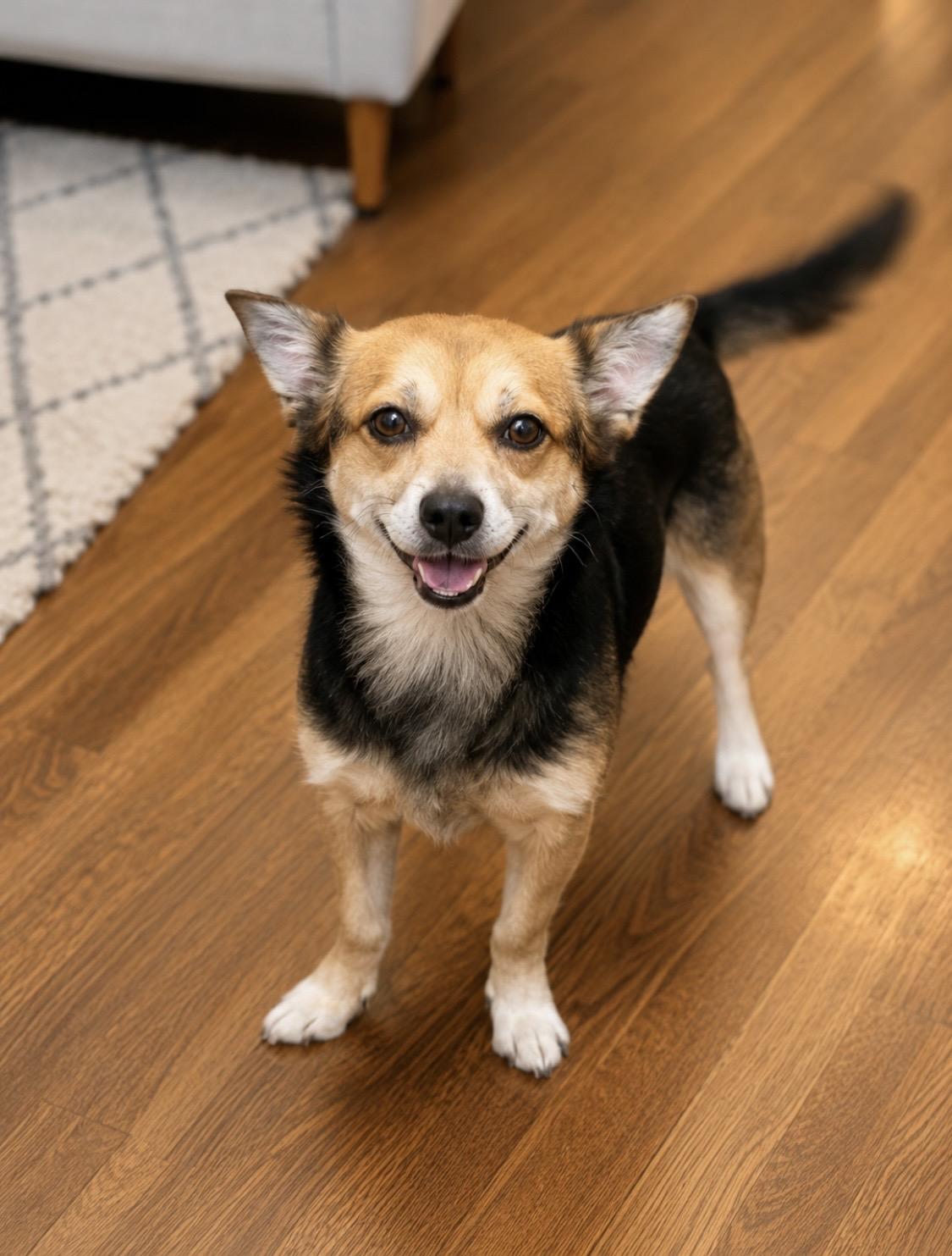 Enlarge Alfie Sweet and playful, a Adoptable mixed breed in Cambridge, MA image 3/6