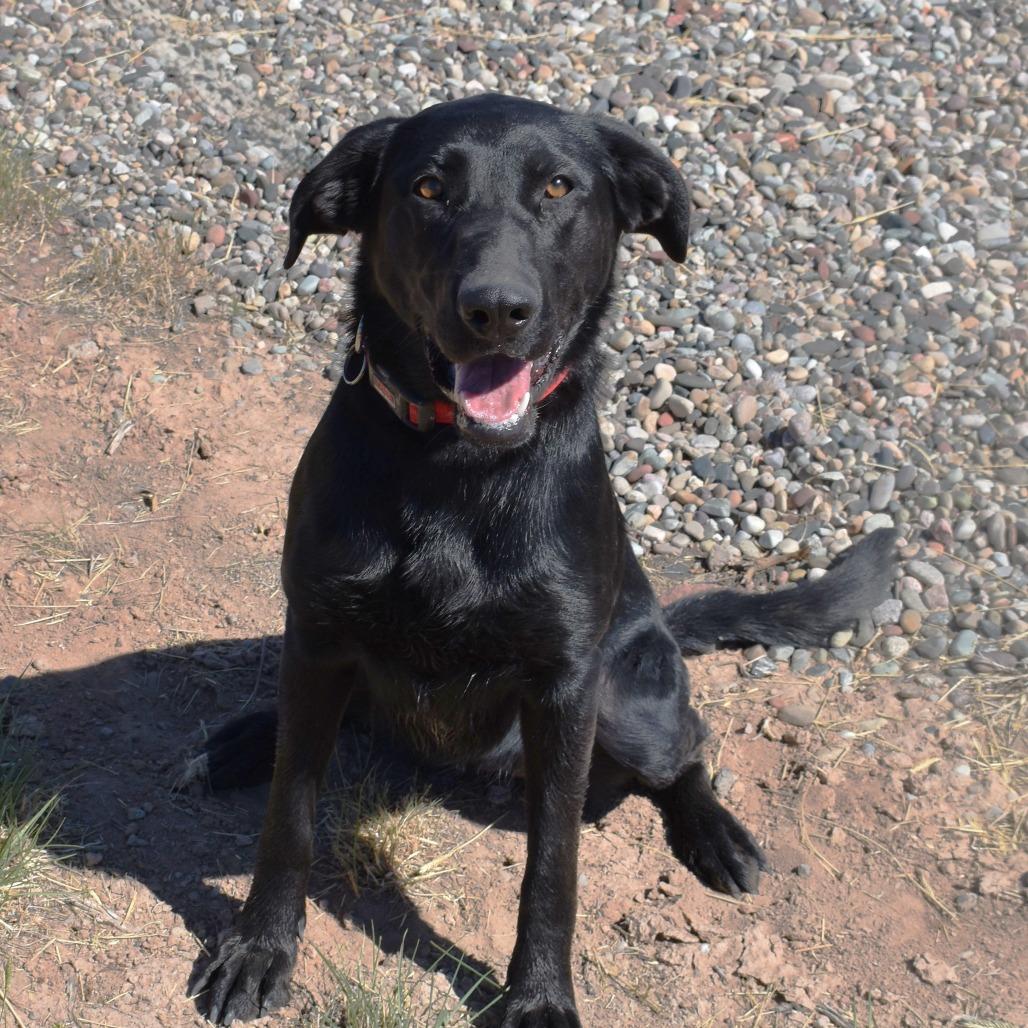 Abby, a Adoptable Black Labrador Retriever in Rifle, CO image 2/4