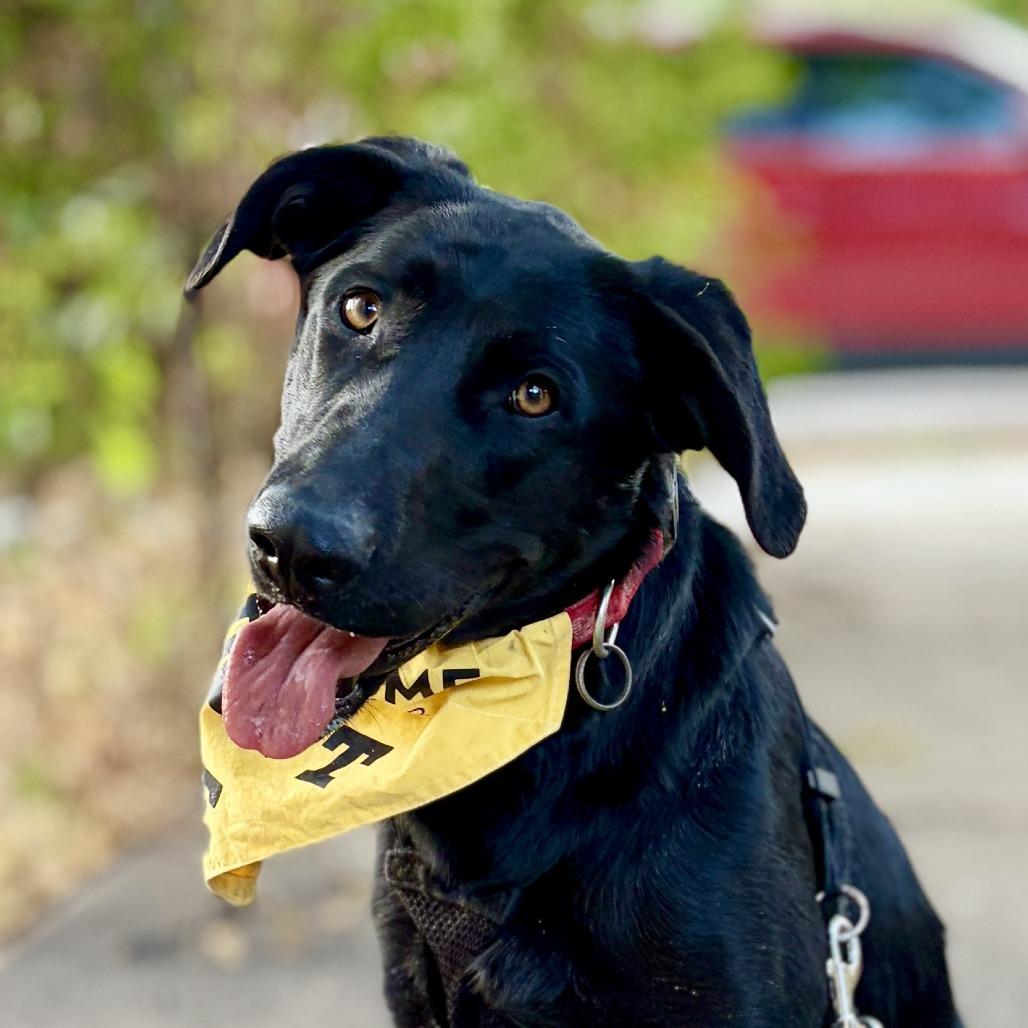Abby, a Adoptable Black Labrador Retriever in Rifle, CO image 3/6