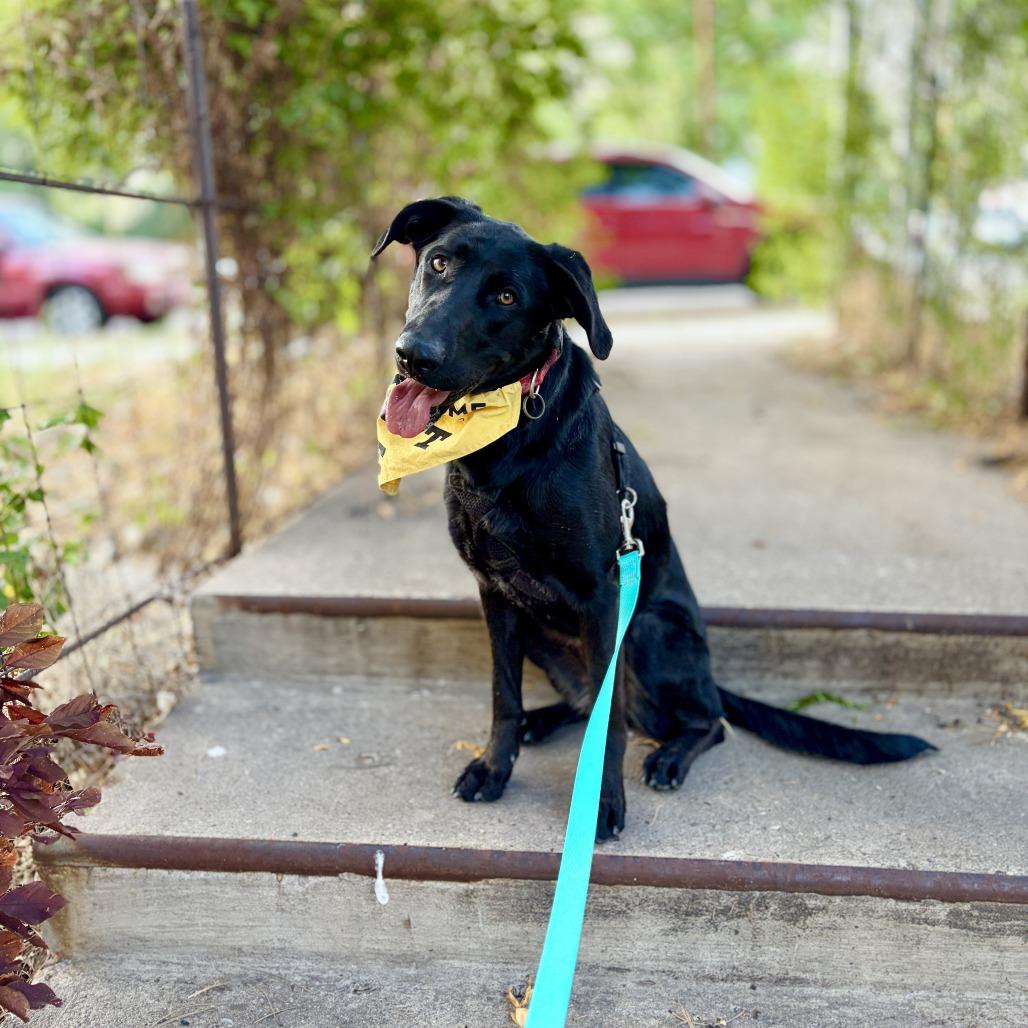 Abby, a Adoptable Black Labrador Retriever in Rifle, CO image 6/6