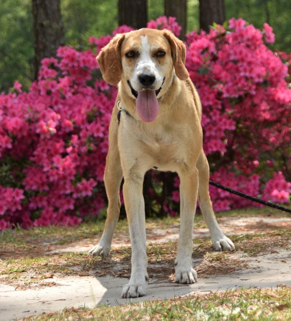 Walker (D1351), a Adoptable Treeing Walker Coonhound image 1/12