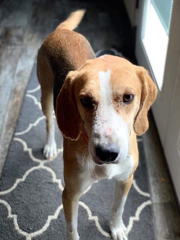 Walker (D1351), a Adoptable Treeing Walker Coonhound image 2/12