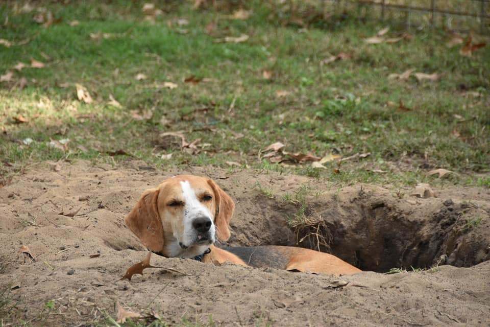 Walker (D1351), a Adoptable Treeing Walker Coonhound image 3/12