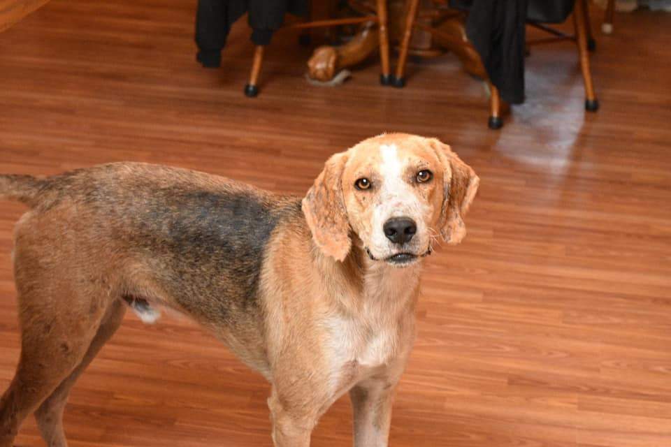 Walker (D1351) photo 4