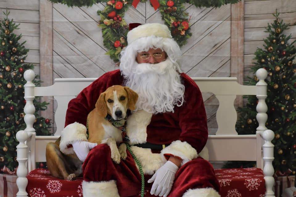 Walker (D1351), a Adoptable Treeing Walker Coonhound image 5/12