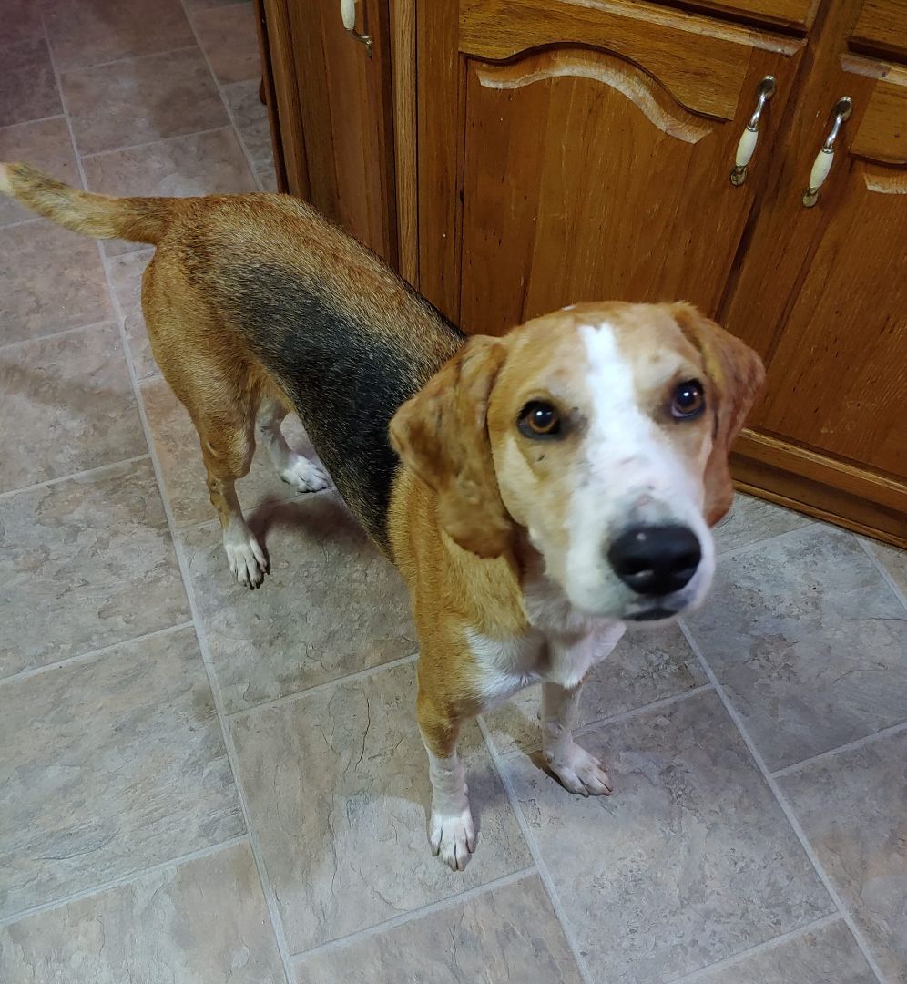 Walker (D1351), a Adoptable Treeing Walker Coonhound image 6/12