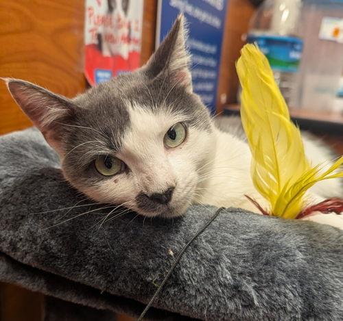 Pedro Pascal (FCID# 10/09/2025 - 51 Millsboro PS)