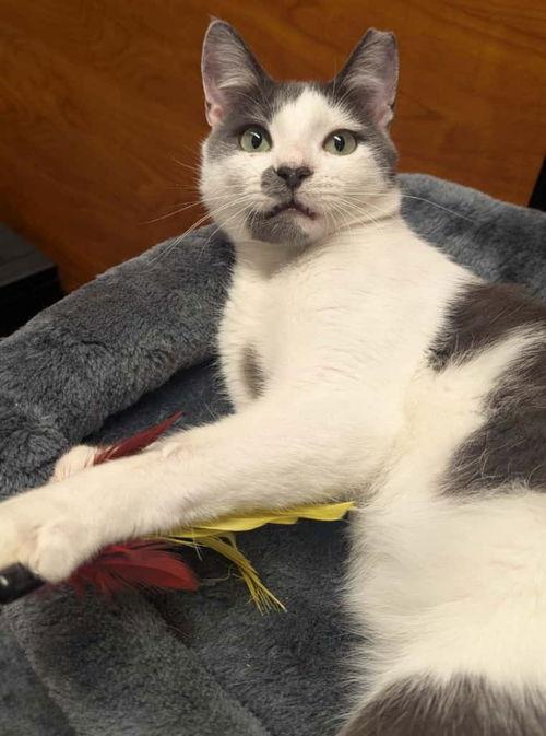 Pedro Pascal (FCID# 10/09/2025 - 51 Millsboro PS)