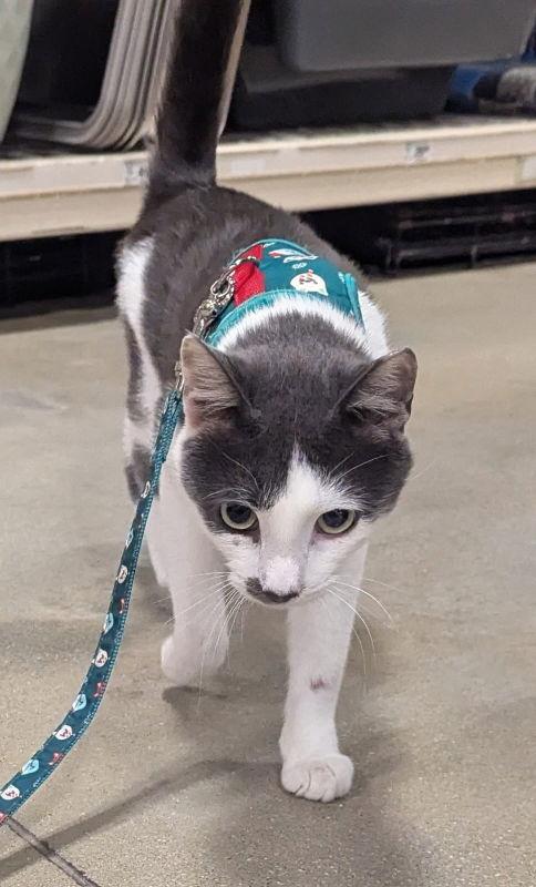 Pedro Pascal (FCID# 10/09/2025 - 51 Millsboro PS)