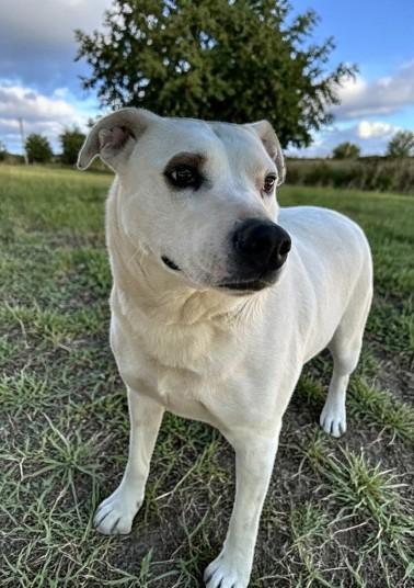 Holly , ADOPTABLE, Adult Female Labrador Retriever.