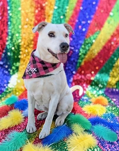 Enlarge Holly , a ADOPTABLE mixed breed in Vancouver, BC image 5/6