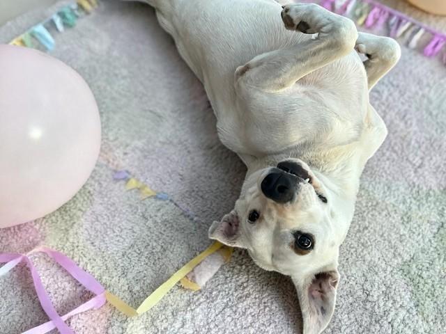 Enlarge Holly , a ADOPTABLE mixed breed in Vancouver, BC image 6/6