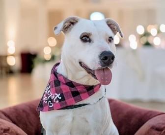 Enlarge Holly , a ADOPTABLE mixed breed in Vancouver, BC image 2/6