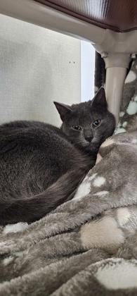 Enlarge Hufflepuff, a Adoptable mixed breed in Scotia, NY image 1/3