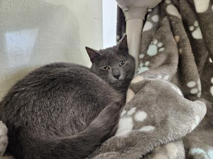 Enlarge Hufflepuff, a Adoptable mixed breed in Scotia, NY image 2/3