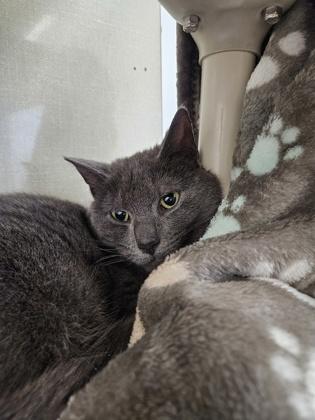 Enlarge Hufflepuff, a Adoptable mixed breed in Scotia, NY image 3/3