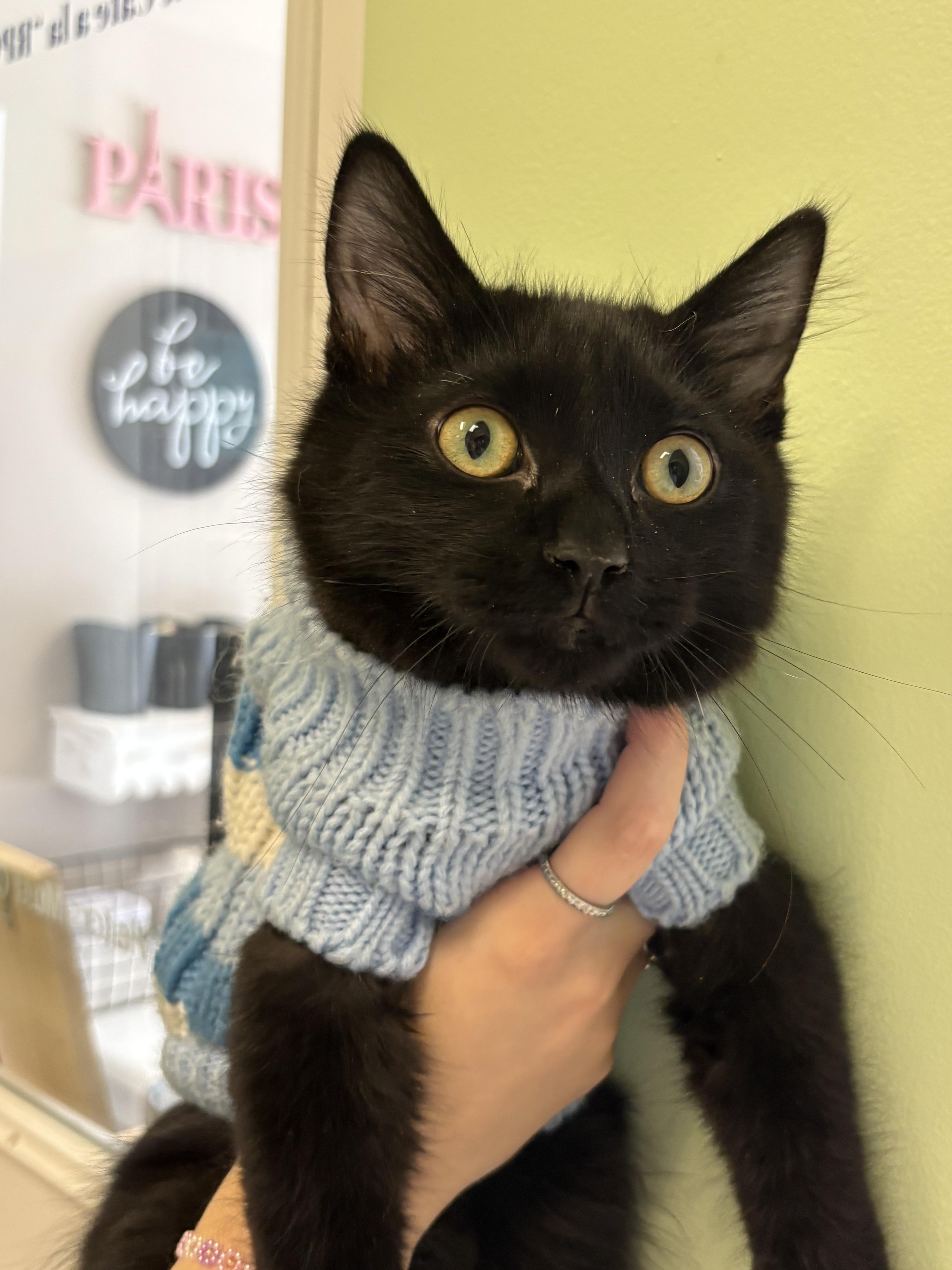 Enlarge Toothless, a ADOPTABLE Domestic Medium Hair in Paris, ME image 2/2