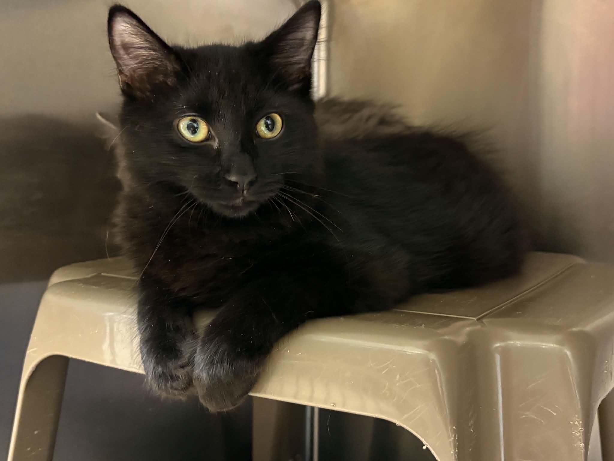 Toothless, ADOPTABLE, Kitten Male Domestic Medium Hair.