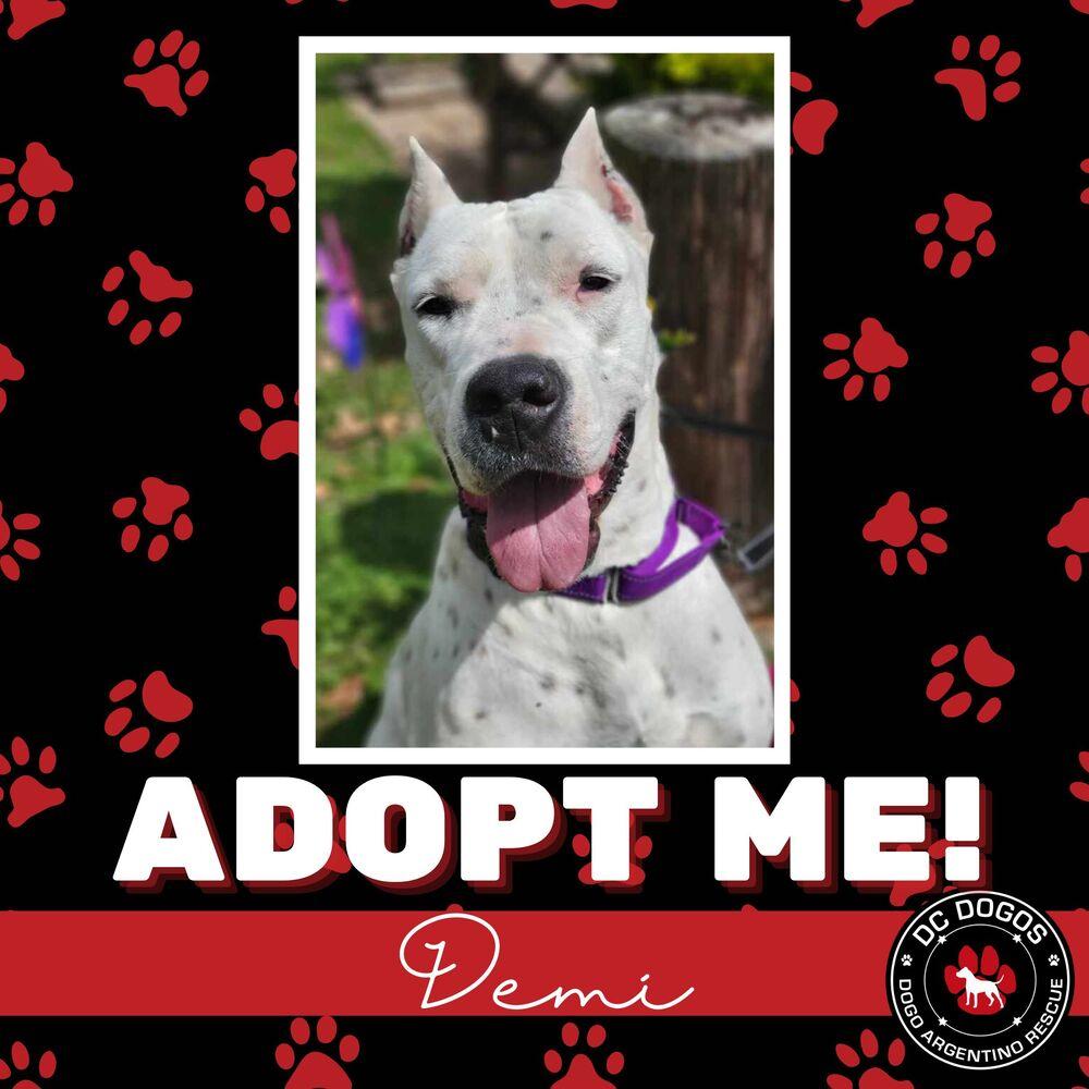 Demi, a Adoptable Dogo Argentino in Tickfaw, LA image 1/2