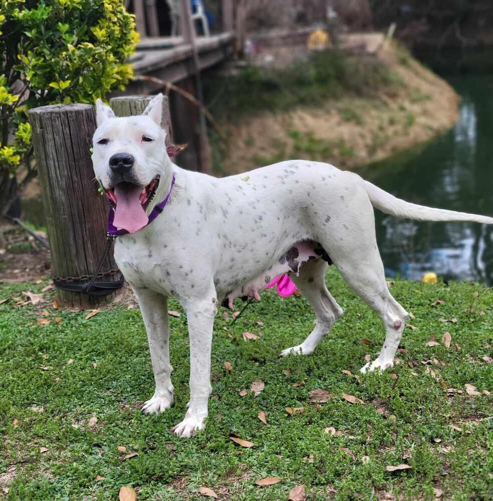 Demi, a Adoptable Dogo Argentino in Tickfaw, LA image 2/2