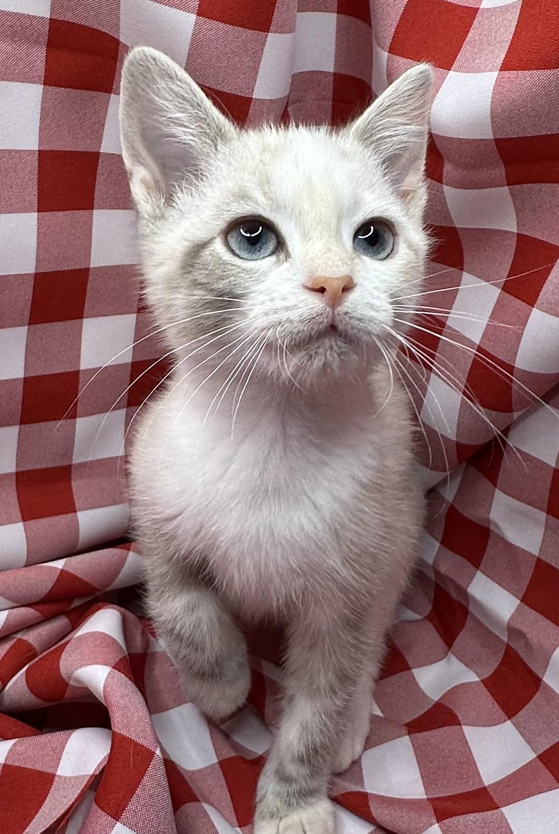 Mbika, adopted, Kitten Female Siamese & Snowshoe.