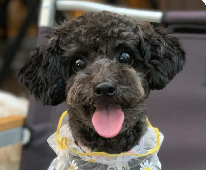 Cody, Adopted, Adult Male Miniature Poodle.