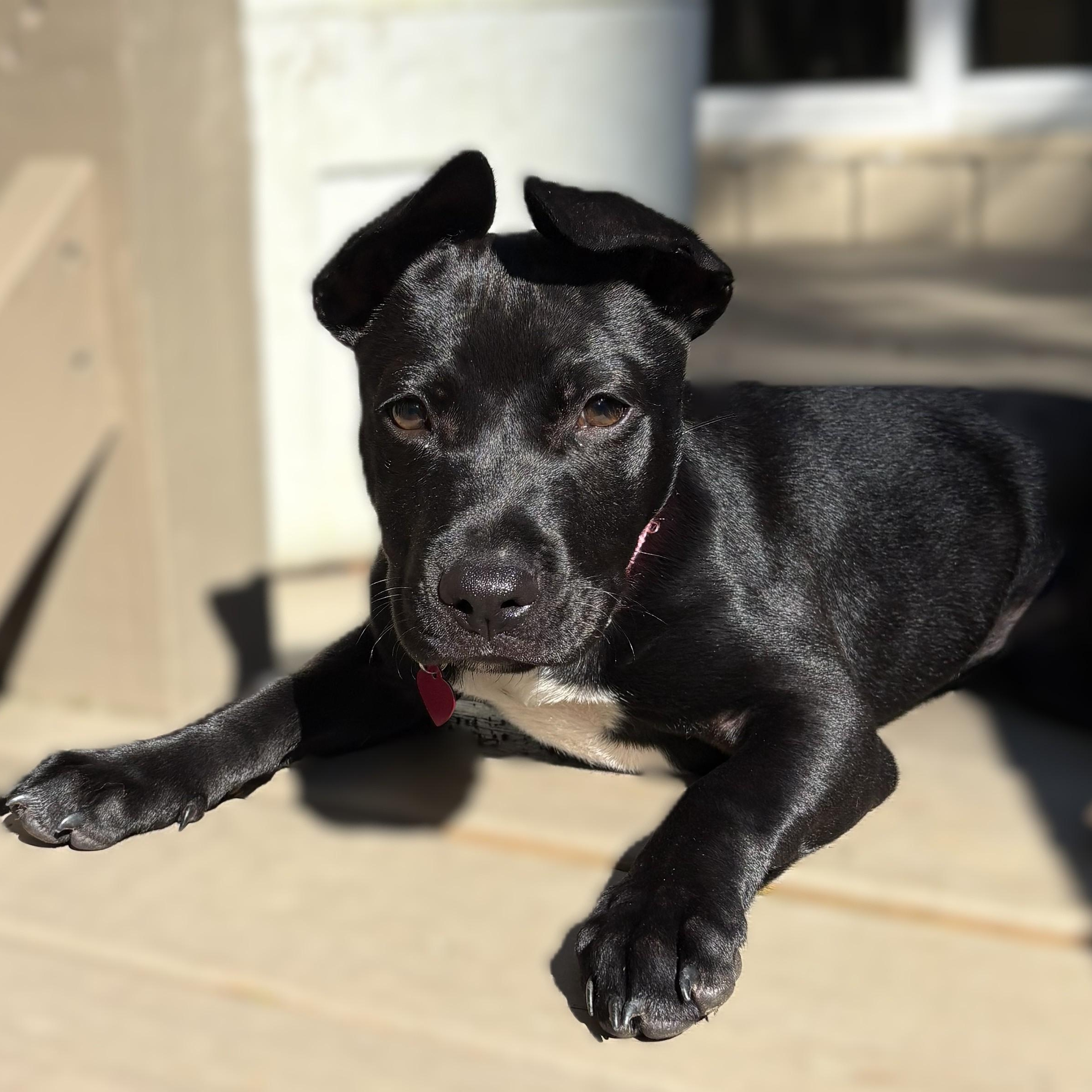 Enlarge PUPPY Cici (Female) -- Adoption Through Owner -- Contact Janice A., a Adoptable mixed breed in Alpharetta, GA image 1/3