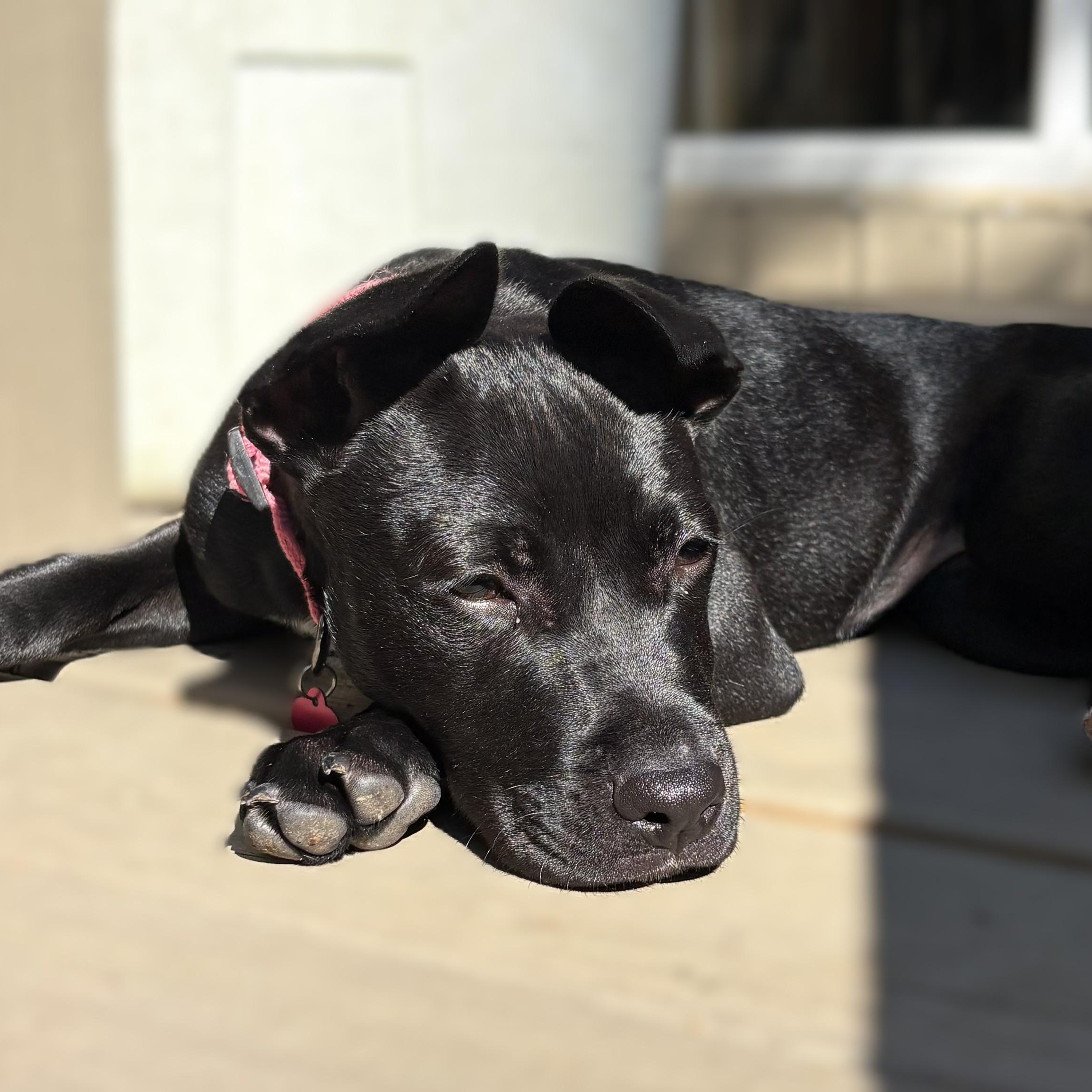 Enlarge PUPPY Cici (Female) -- Adoption Through Owner -- Contact Janice A., a Adoptable mixed breed in Alpharetta, GA image 2/3