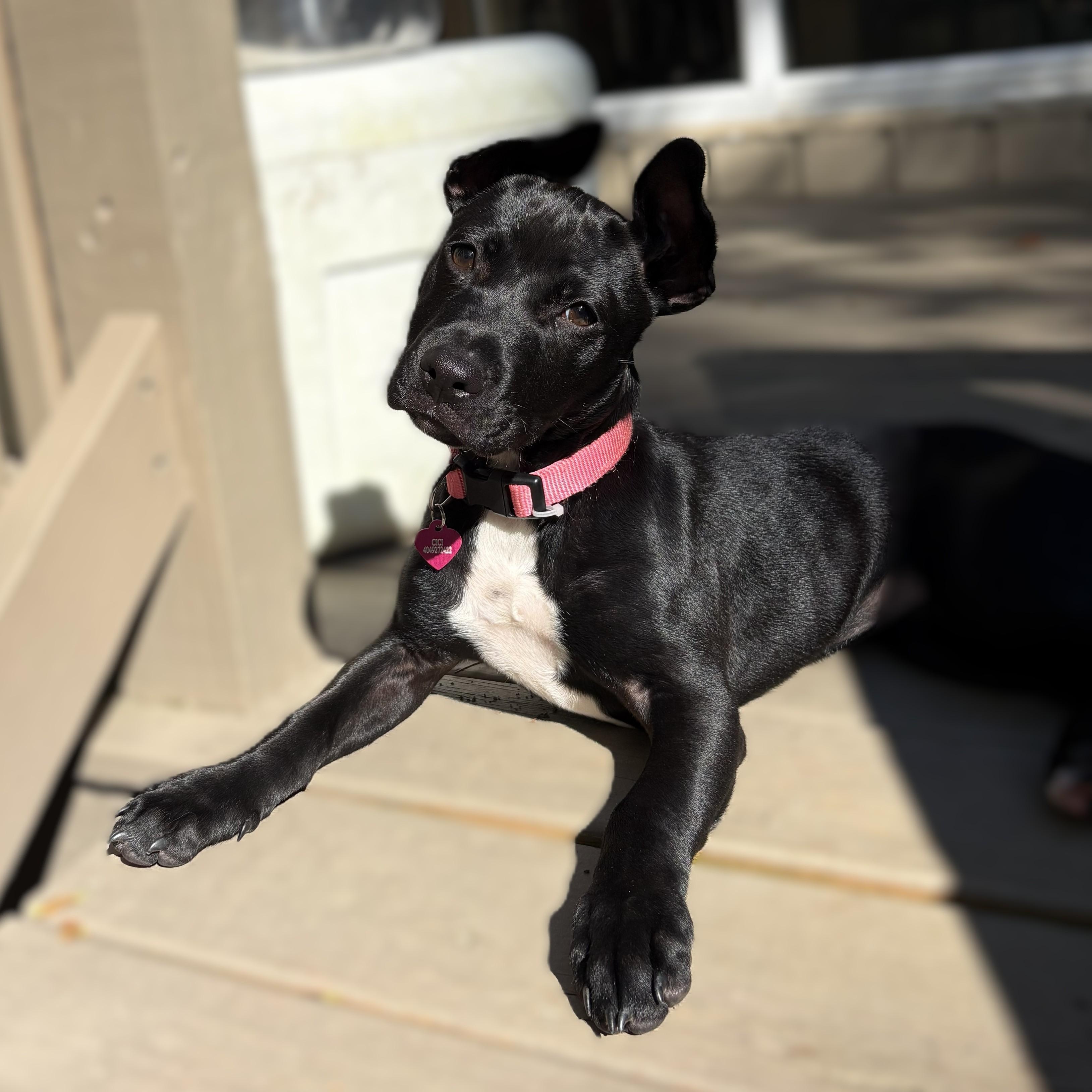 Enlarge PUPPY Cici (Female) -- Adoption Through Owner -- Contact Janice A., a Adoptable mixed breed in Alpharetta, GA image 3/3