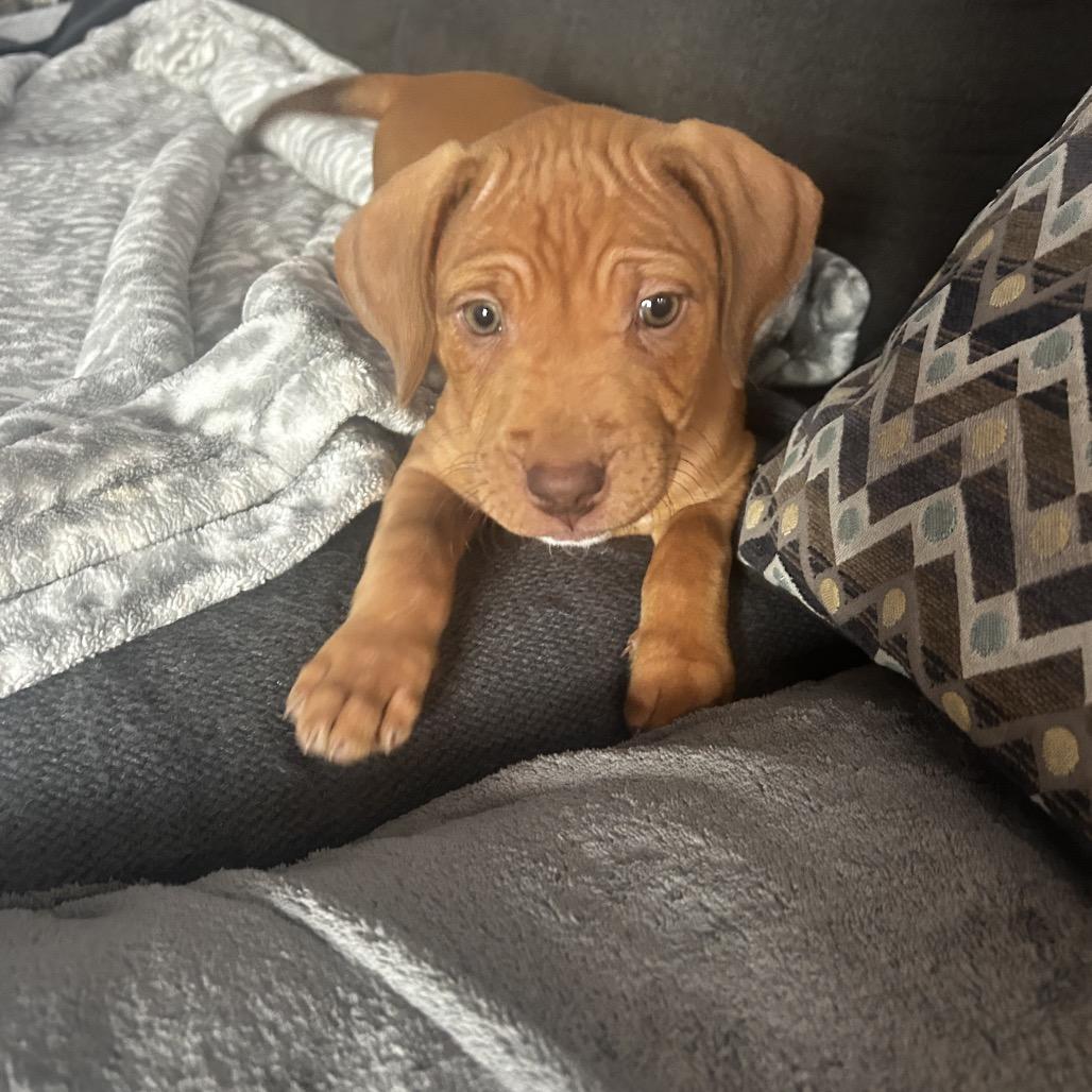 Ziti, Adoptable, Puppy Female Vizsla & Terrier.