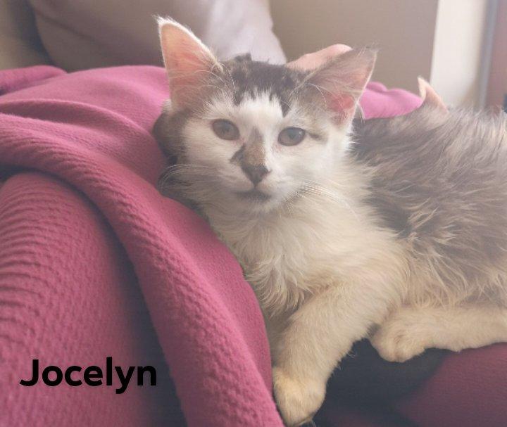 Jocelyn, adopted, Young Female Domestic Long Hair.