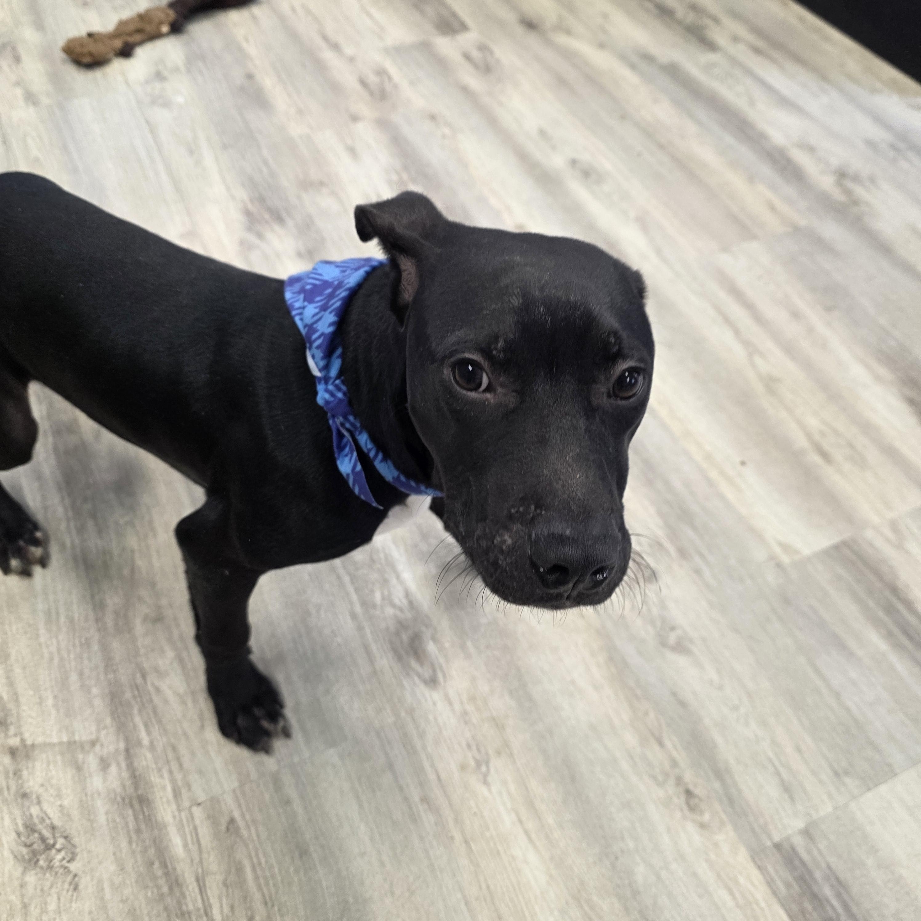 Enlarge Dallas, a ADOPTABLE Mixed Breed in PHILADELPHIA, TN image 2/2