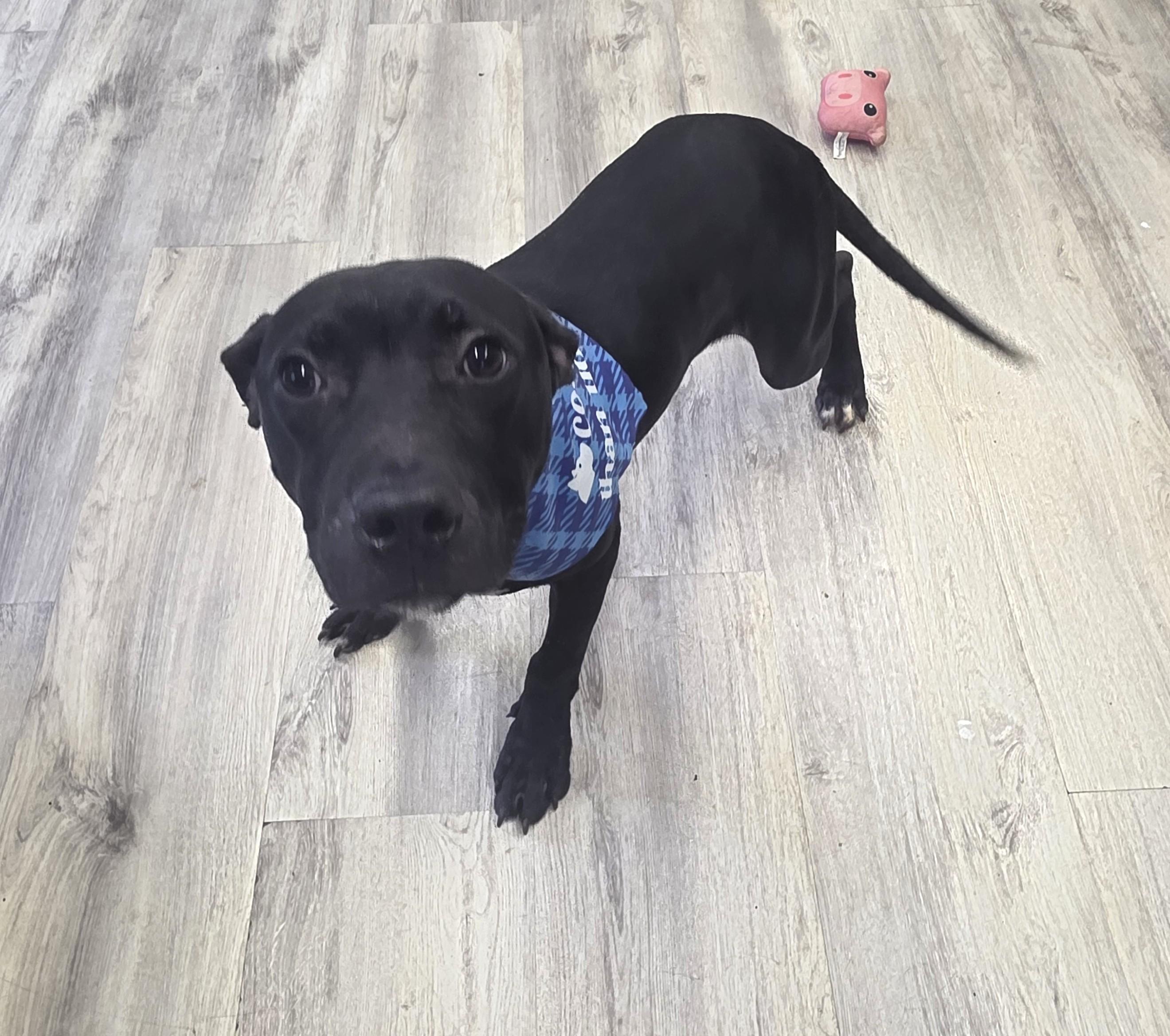 Dallas, ADOPTABLE, Puppy Male Mixed Breed.
