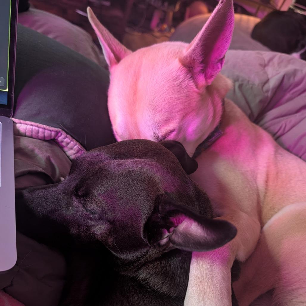 Jake, Adoptable, Young Male Mixed Breed.