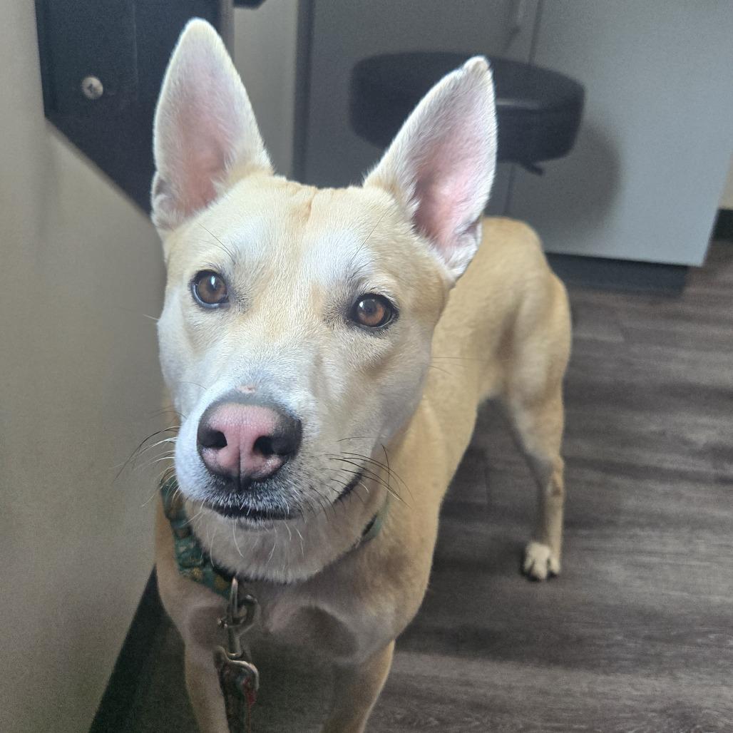 Enlarge Jake, a Adoptable Mixed Breed in Winston Salem, NC image 2/6