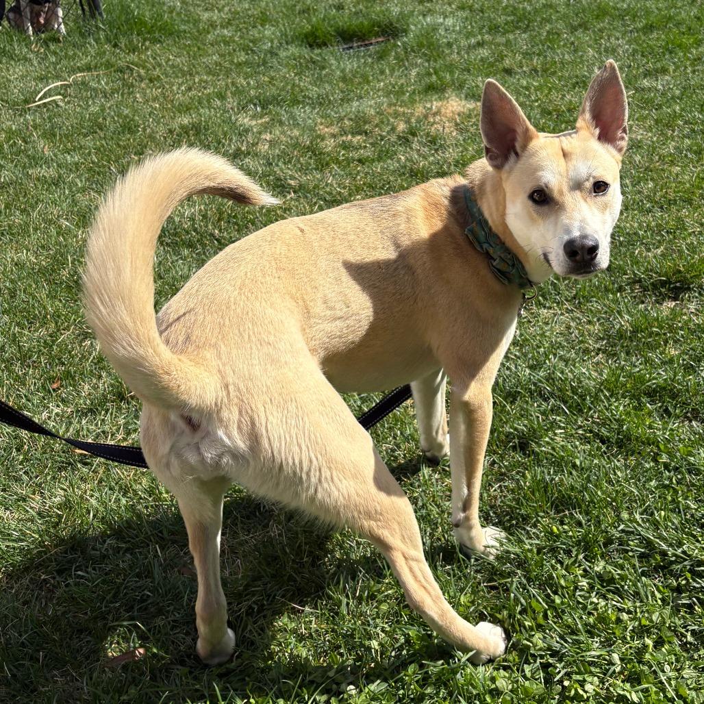 Enlarge Jake, a Adoptable Mixed Breed in Winston Salem, NC image 3/6
